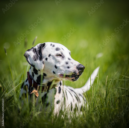 Dalmatian in the sun
