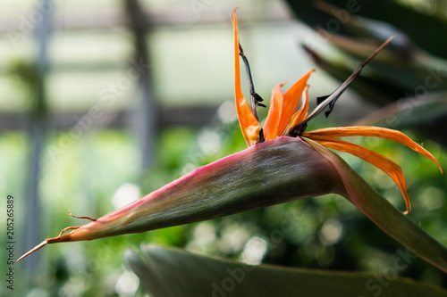 Beautiful Bird of Paradise flower (Strelitzia reginae in latin)