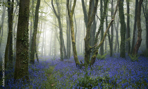 Forest of Bluebells on a misty day
