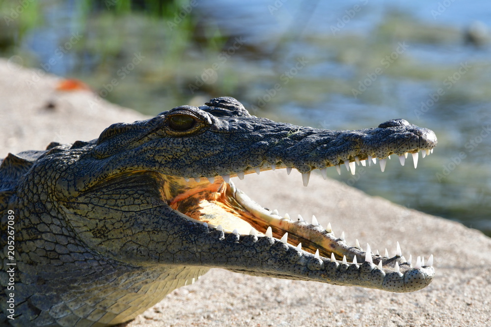 Fototapeta premium Young crocodile with openbed mouth