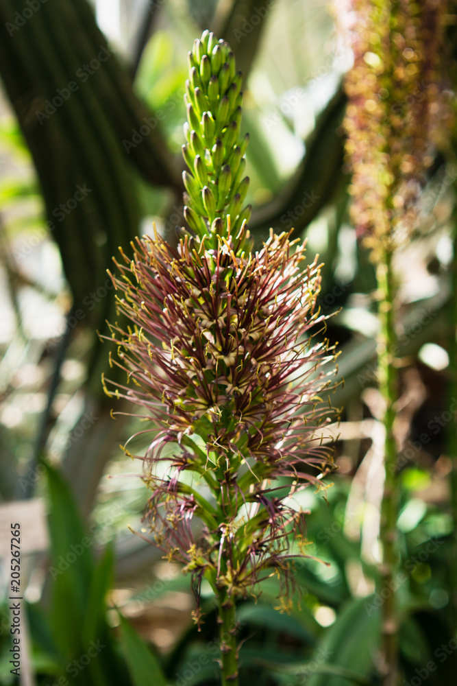 Agava ehrenbergii at tropical garden, beginning of blossom Agava ehrenbergii at tropical garden, beginning of blossom