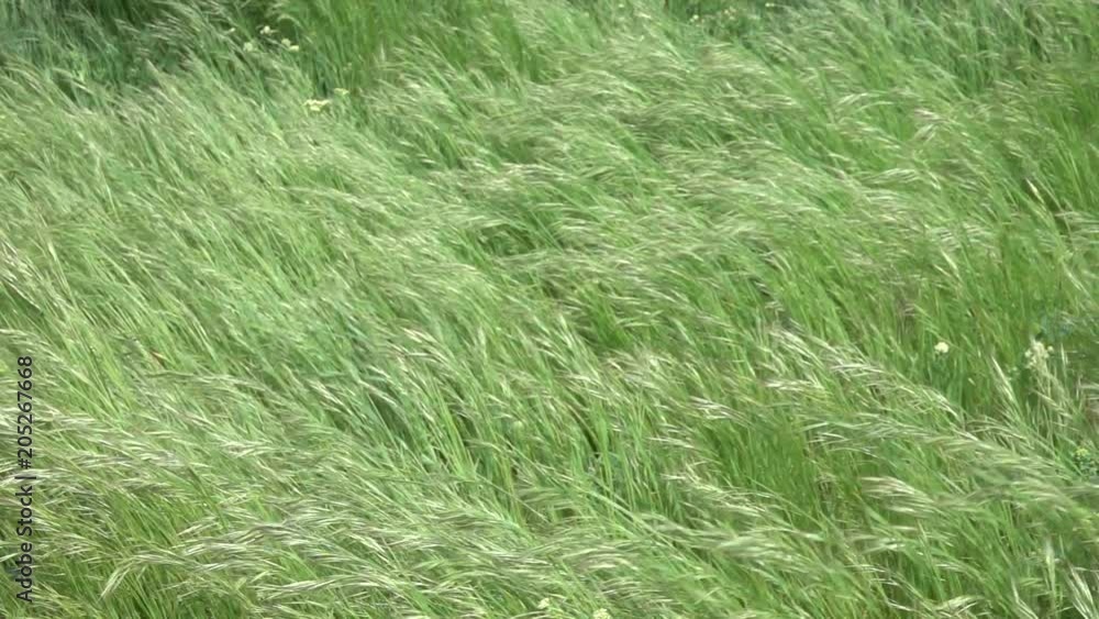 Wind and green grass at summer background, slow motion Wind and green grass at summer background, slow motion
