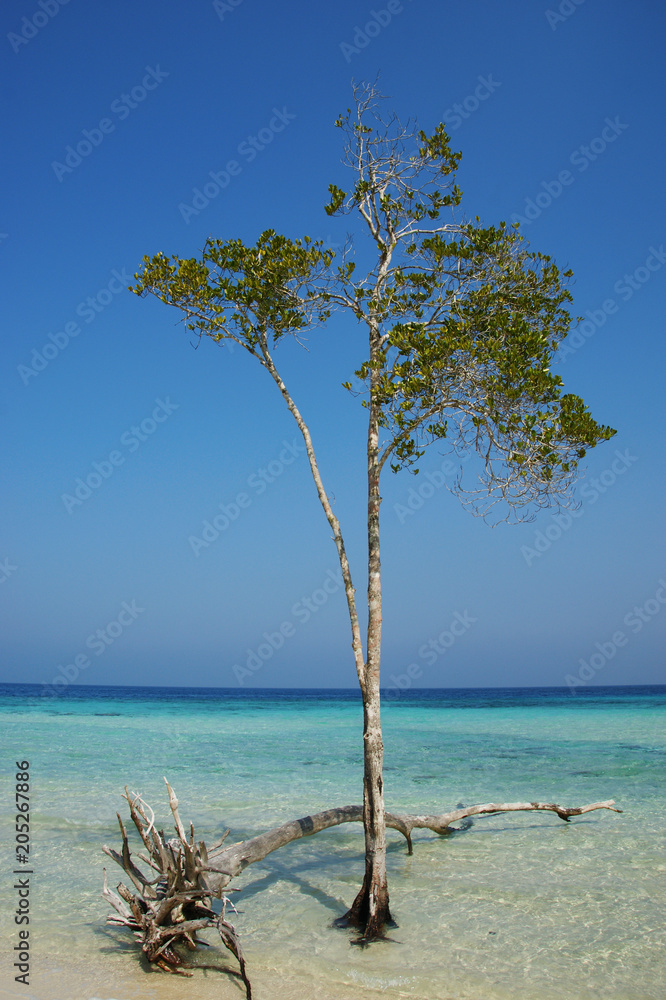 green tree in a blue ocean, birch on the sea