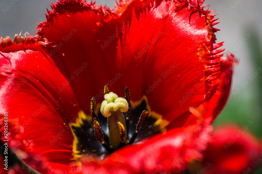 Red tulip in the garden at dacha close-up on a sunny day Red tulip in the garden at dacha close-up on a sunny day