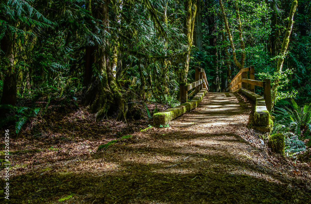 Obraz premium Foot Bridge Over A Mountain Stream