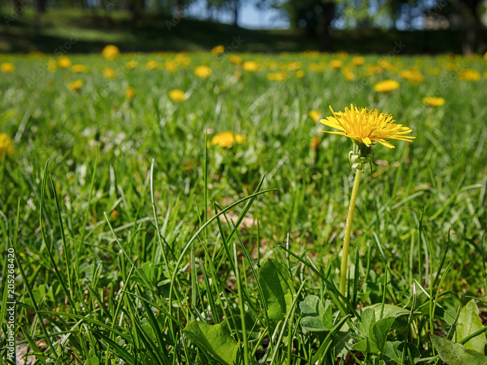 Field of dandelions in a sunny day