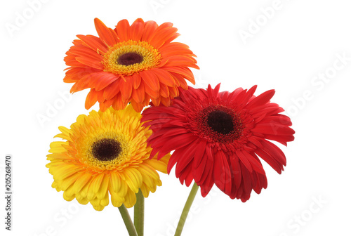 Red and yellow gerbera flower on white.