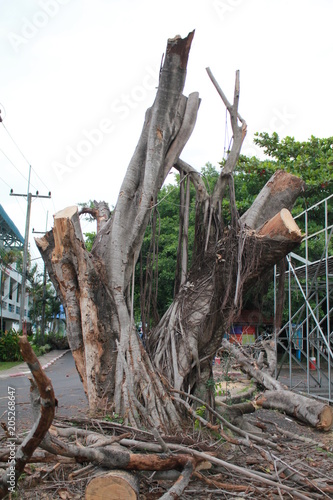 Big tree dead Was cut off the road.