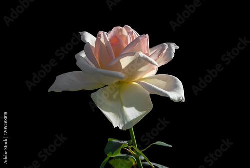 Fototapeta Naklejka Na Ścianę i Meble -  White rose on black background.