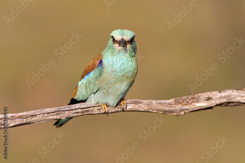 Coracias garrulus. European roller