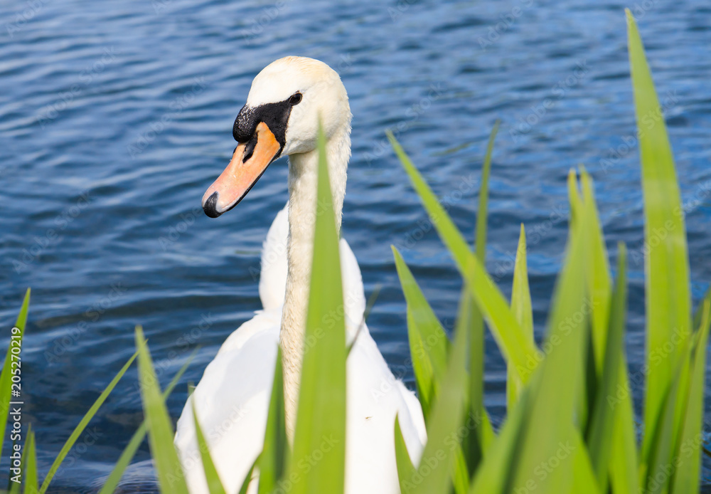 Obraz premium A White Swan