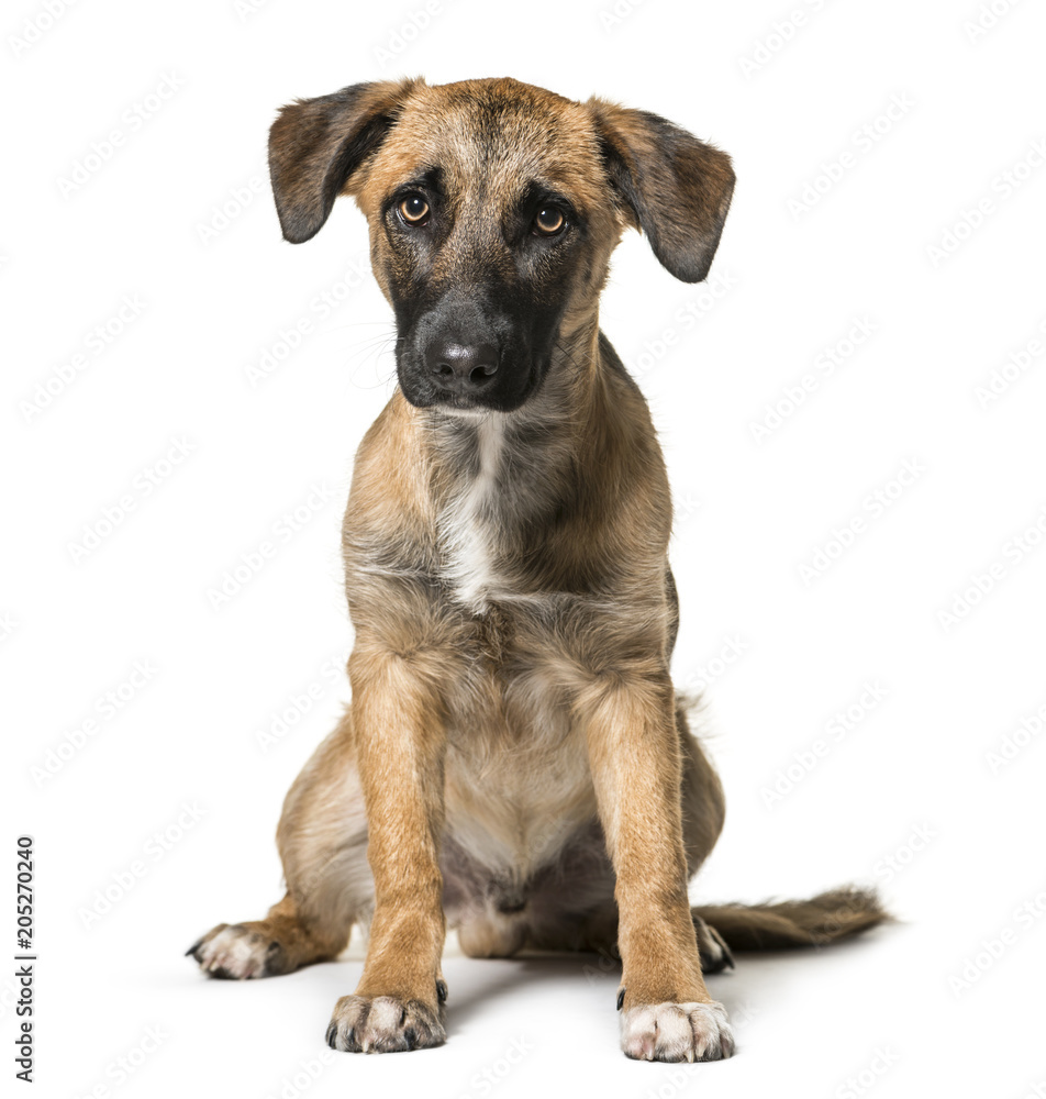 Mixed-breed dog , 7 months old, sitting against white background Mixed-breed dog , 7 months old, sitting against white background