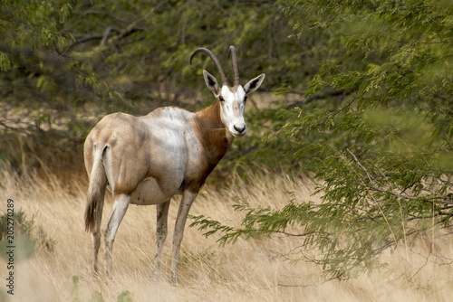 Oryx algazelle, Oryx dammah photo