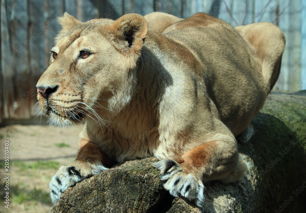 Fototapeta premium lion