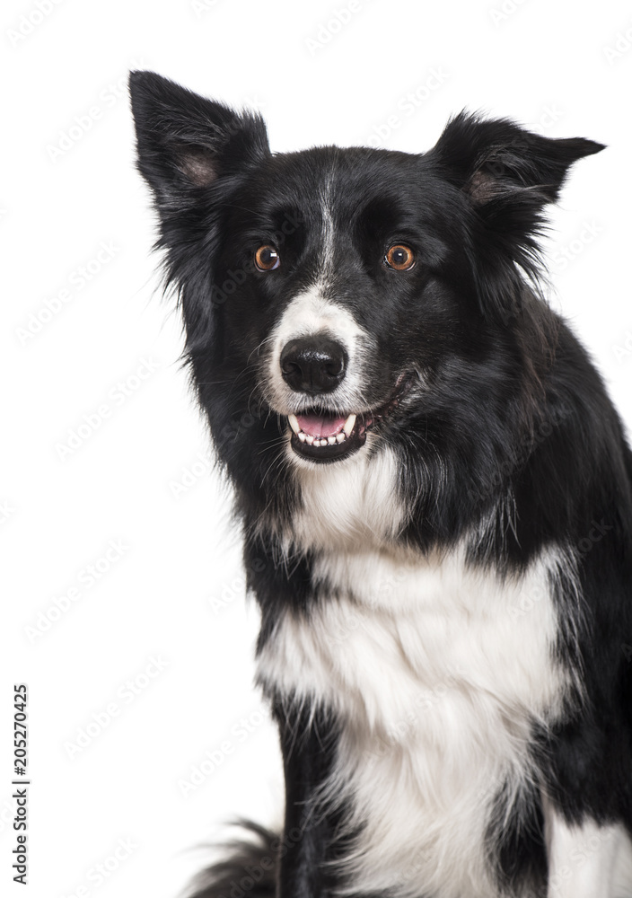 Border Collie dog sitting against white background