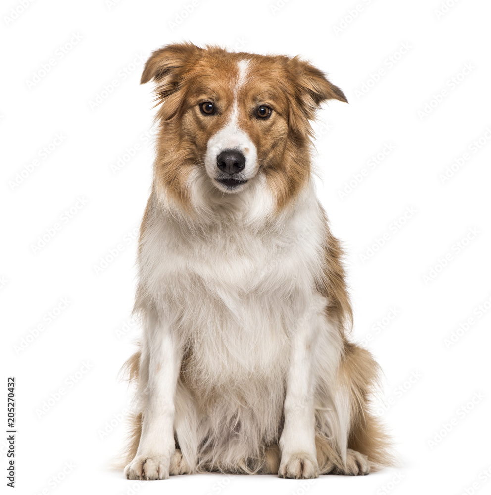 Border Collie dog sitting against white background