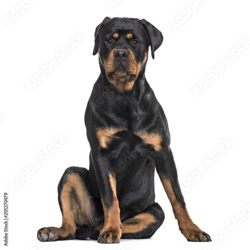 Fototapeta Naklejka Na Ścianę i Meble -  Rottweiler dog sitting against white background