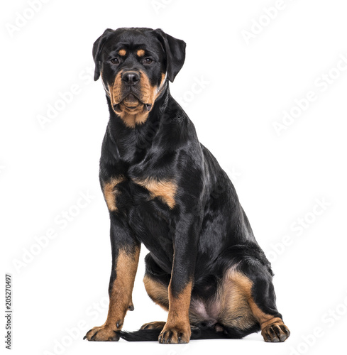 Rottweiler dog sitting against white background