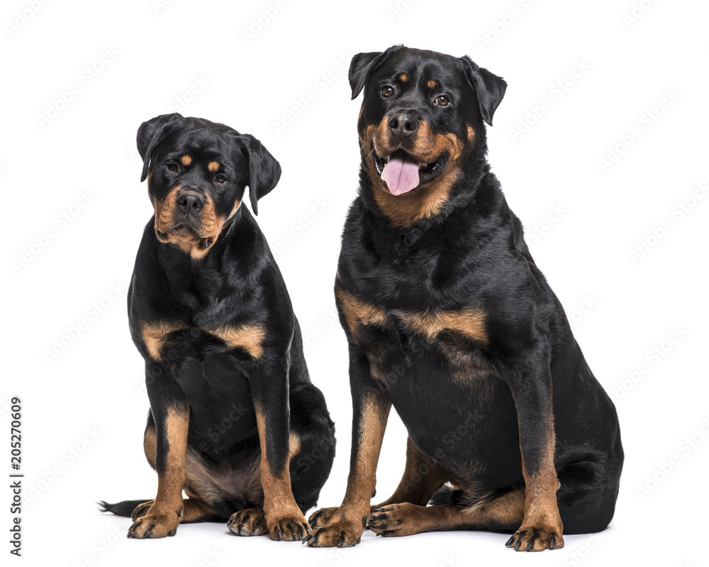 Rottweiler dogs sitting against white background Rottweiler dogs sitting against white background