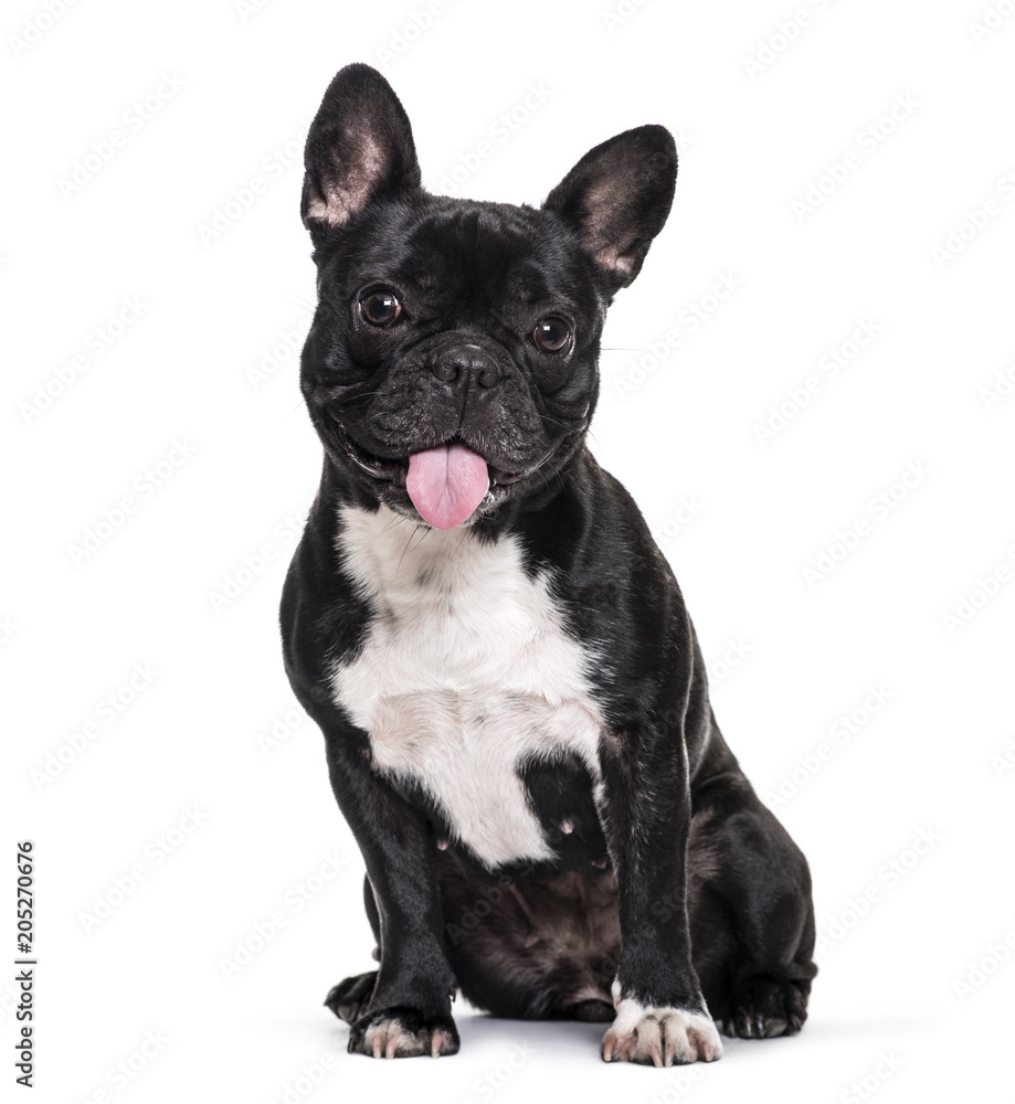French Bulldog , 1.5 years old, sitting against white background French Bulldog , 1.5 years old, sitting against white background