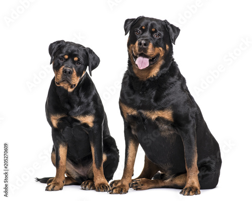 Rottweiler dogs sitting against white background