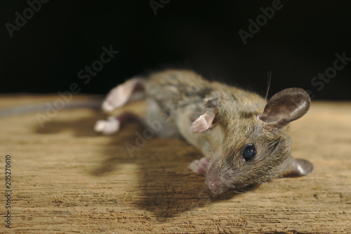 Brown Mouse die on wooden with black background