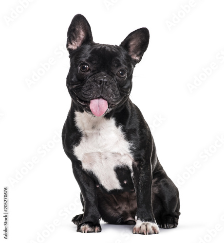 Fototapeta Naklejka Na Ścianę i Meble -  French Bulldog , 1.5 years old, sitting against white background