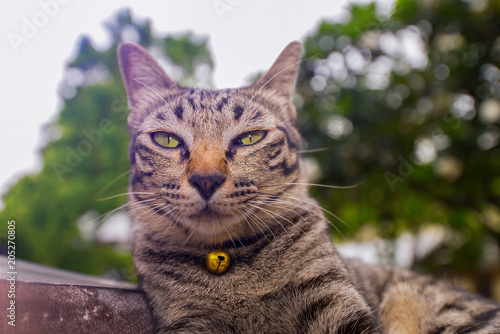 Asian cat with facial expressions and eyes. © yongyut