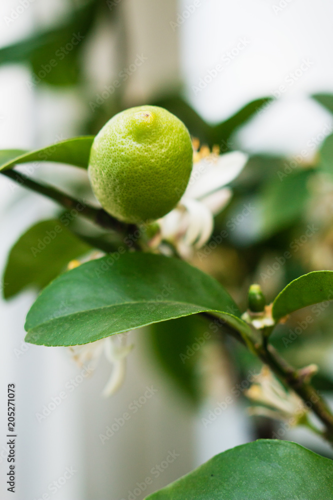 Green citrus plant on branch (Citrus Volkameriana)