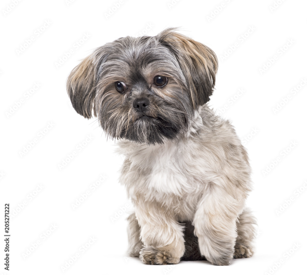 Mixed-breed dog , 10 months old, sitting against white background Mixed-breed dog , 10 months old, sitting against white background