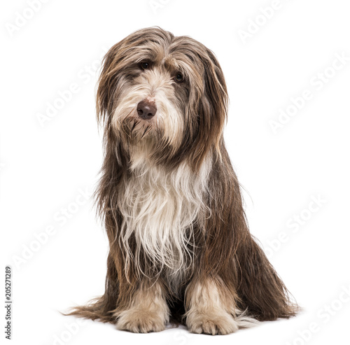 Bearded Collie dog sitting against white background © Eric Isselée