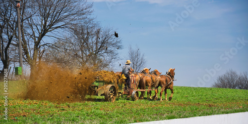 Fototapeta Naklejka Na Ścianę i Meble -  Amish Farmer Fertilizing the Farm