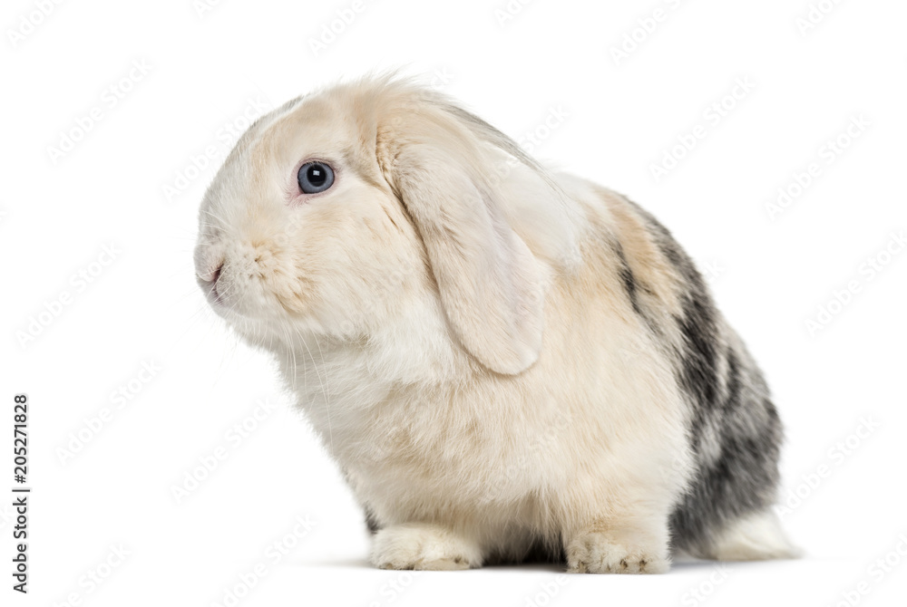 Lop Rabbit , 1 year old, sitting against white background Lop Rabbit , 1 year old, sitting against white background
