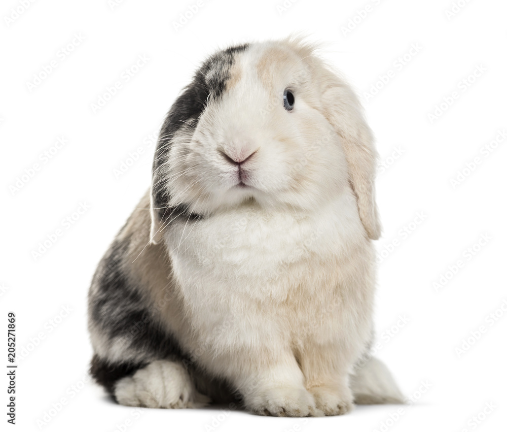 Lop Rabbit , 1 year old, sitting against white background Lop Rabbit , 1 year old, sitting against white background