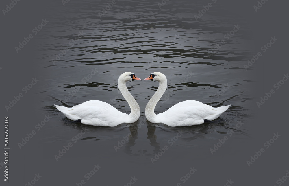 Fototapeta premium Romantic swan couple