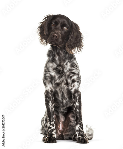 Fototapeta Naklejka Na Ścianę i Meble -  Munsterlander dog , 9 months old, sitting against white background