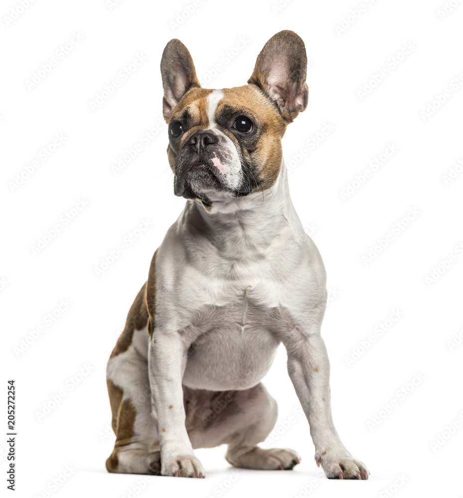 French Bulldog , 3 years old, sitting against white background