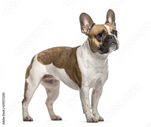 Fototapeta Naklejka Na Ścianę i Meble -  French Bulldog , 3 years old, standing against white background