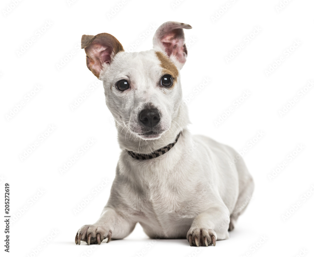 Jack Russell dog, 2 years old, lying against white background