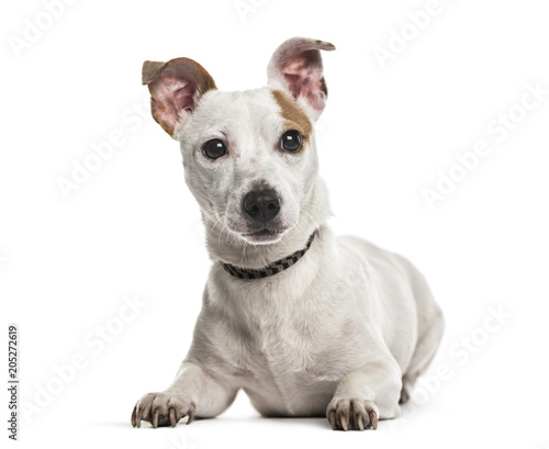 Jack Russell dog, 2 years old, lying against white background