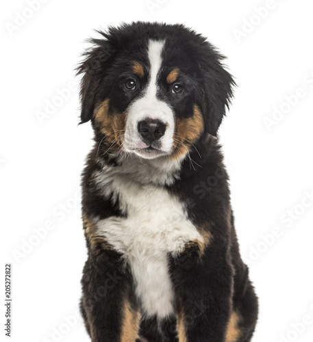 Bernese Mountain Dog , 4 months old, sitting against white background