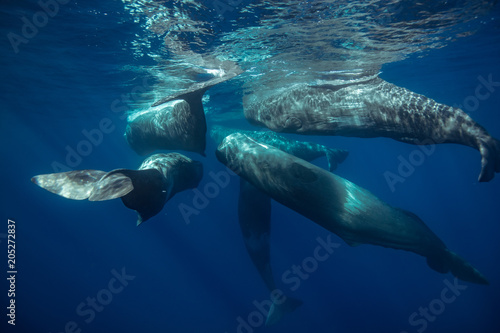 Pod of whales traveling underwater near water surface on blue aquatic background