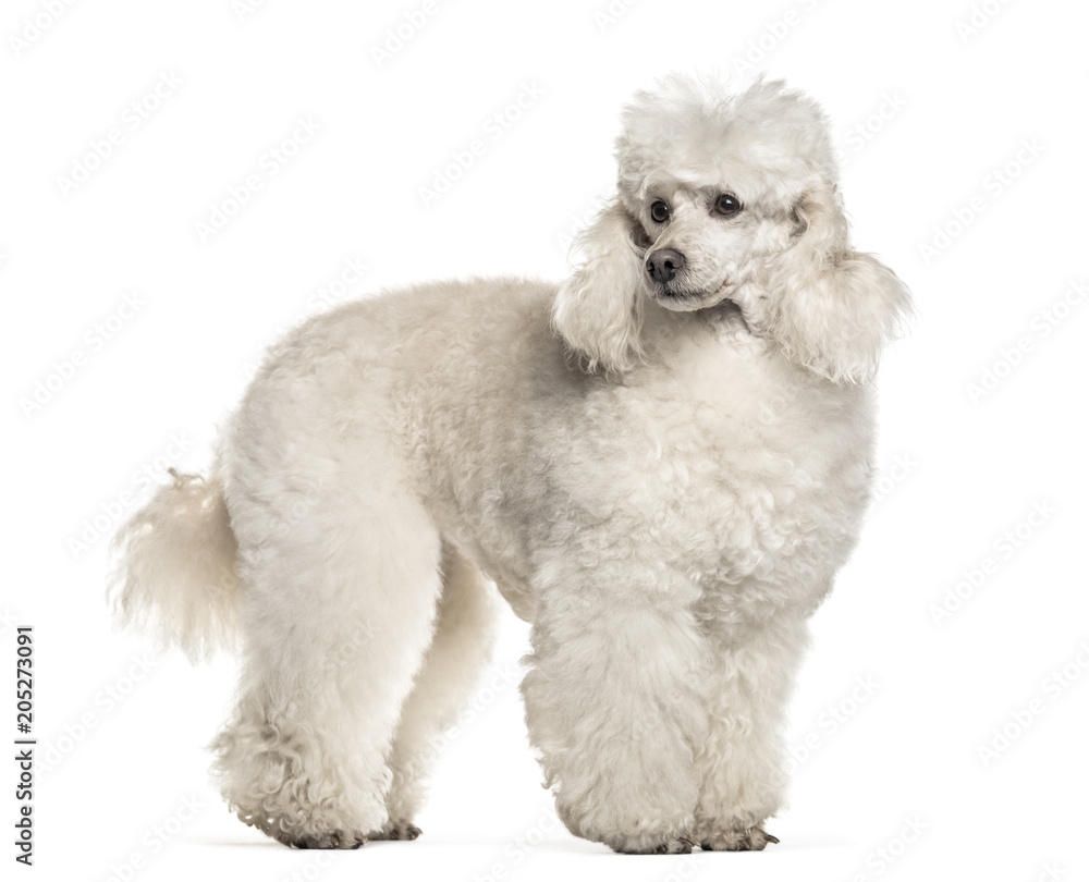 Poodle dog , 6 years old, standing against white background Poodle dog , 6 years old, standing against white background