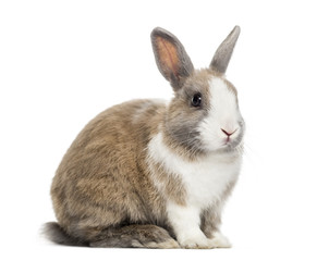Rabbit , 4 months old, sitting against white background