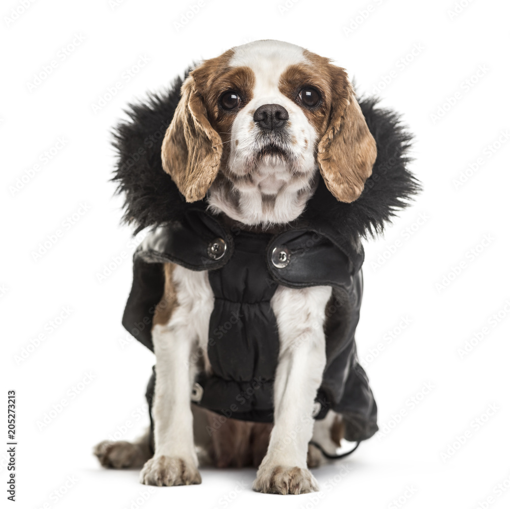 Cavalier King Charles dog, 3 years old, sitting against white background Cavalier King Charles dog, 3 years old, sitting against white background