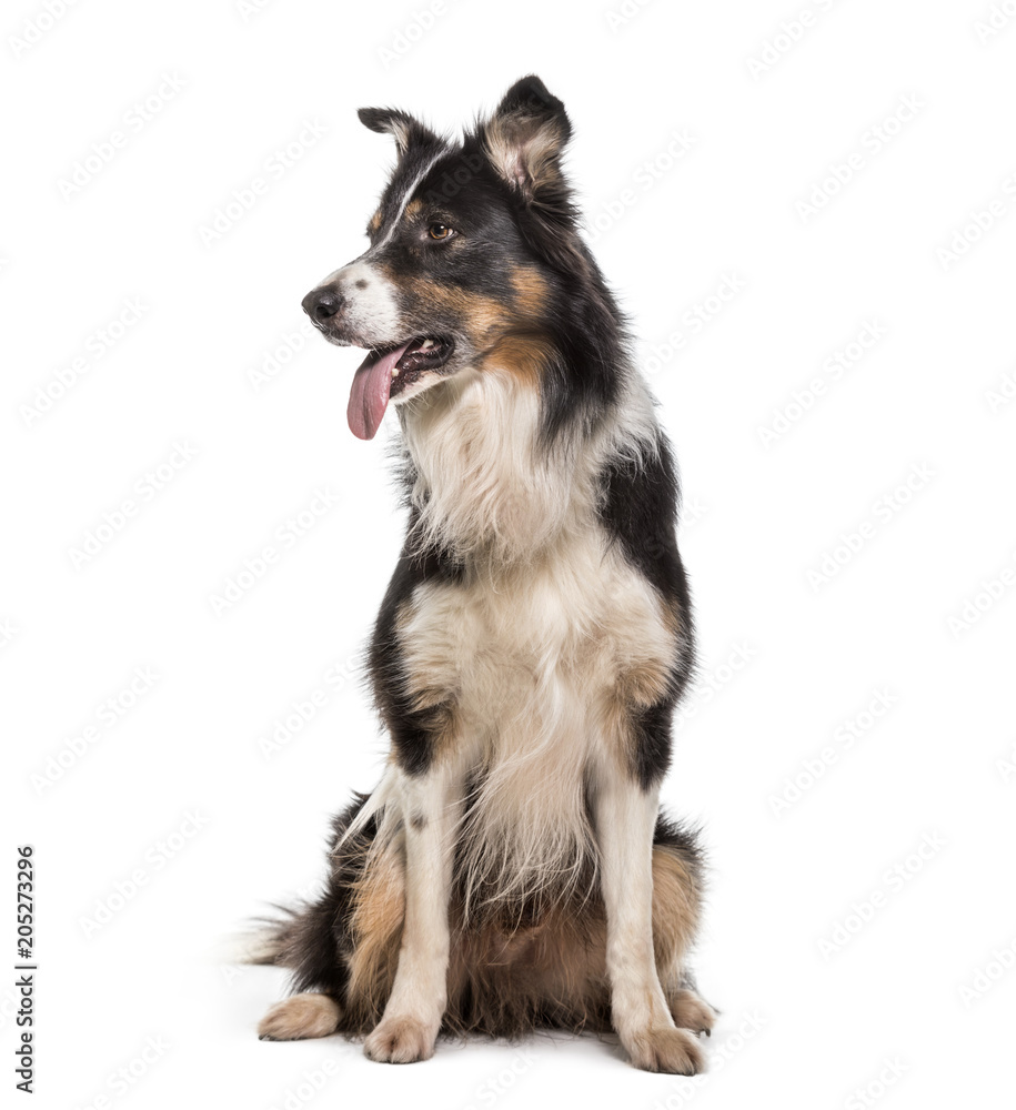Border Collie dog , 7 years old, sitting against white background