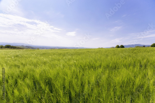 Beautiful wheat hay meadow crop field agriculture food nature spring sun landscape