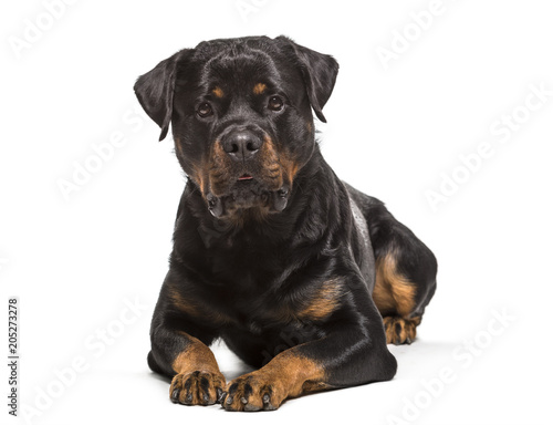 Rottweiler dog   2 years old  lying against white background
