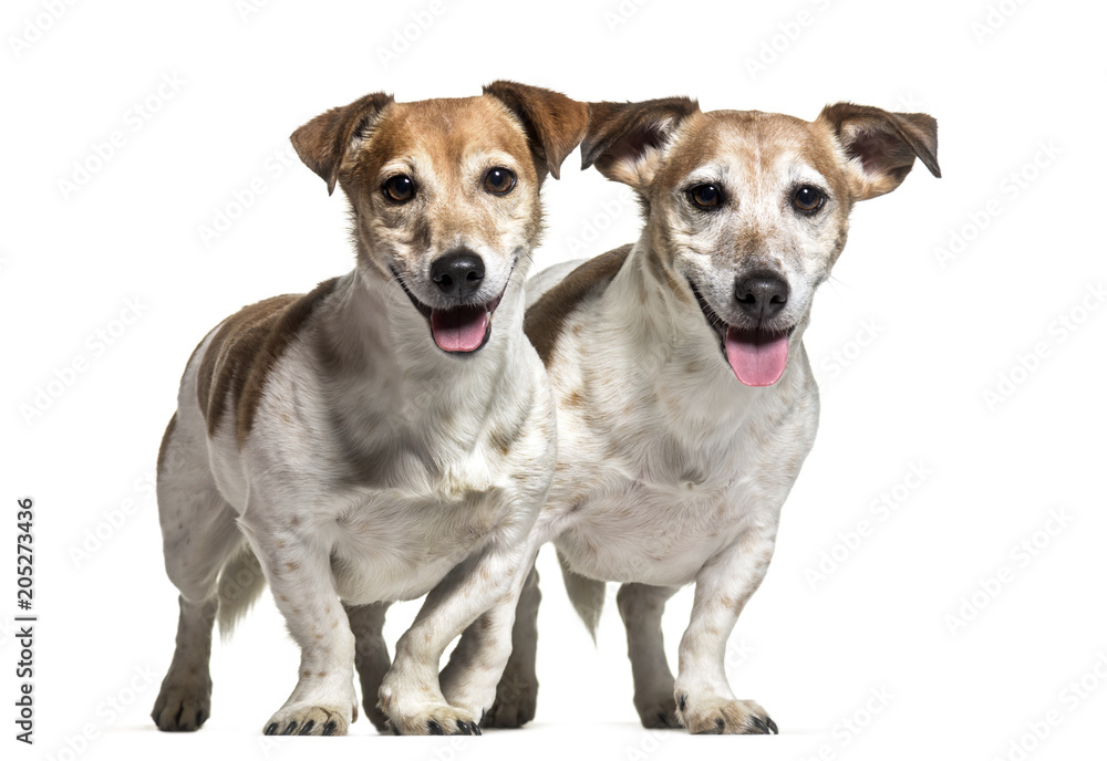Jack Russell dogs , 8 years old, together standing against white background