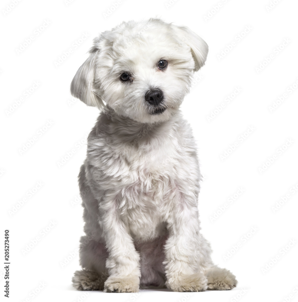 Maltese dog , 11 months old, sitting against white background Maltese dog , 11 months old, sitting against white background